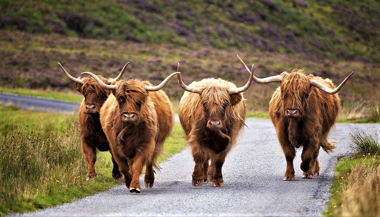 Coo's on the Highway